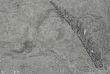 Pennsylvanian Fossil Fern (Neuropteris) Plate - Kentucky #160238-1